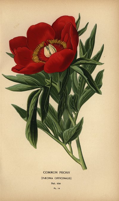Tavallinen pioni, Paeonia officinalis. tekijältä Désiré Georges Jean Marie Bois