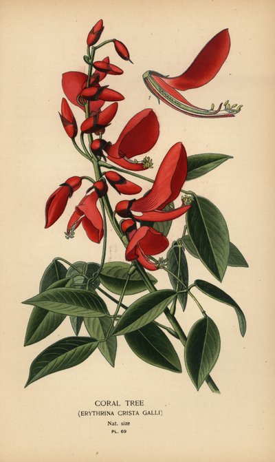 Korallipuu, Erythrina crista-galli. tekijältä Désiré Georges Jean Marie Bois