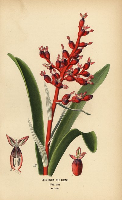 Korallimarja, Aechmea fulgens. Kromolitografia Desire Bois