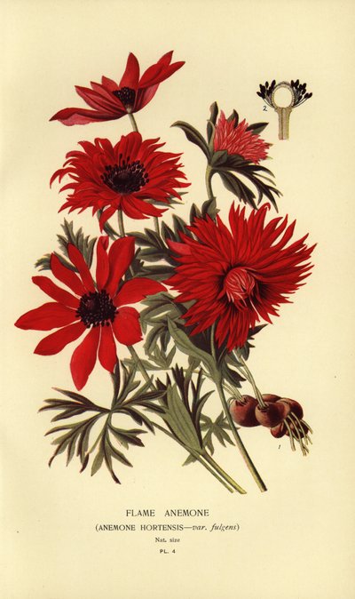 Flame anemone, Anemone hortensis. tekijältä Désiré Georges Jean Marie Bois