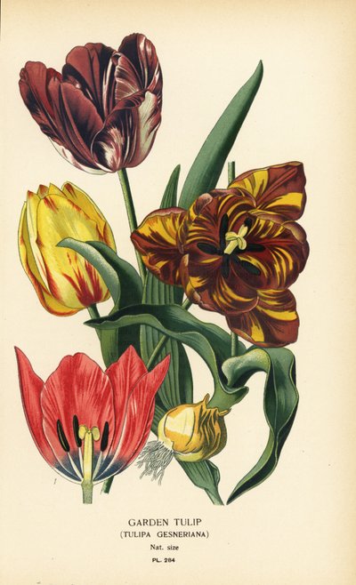 Puutarhatulppaani, Tulipa gesneriana. Kromolitografia Desire Bois