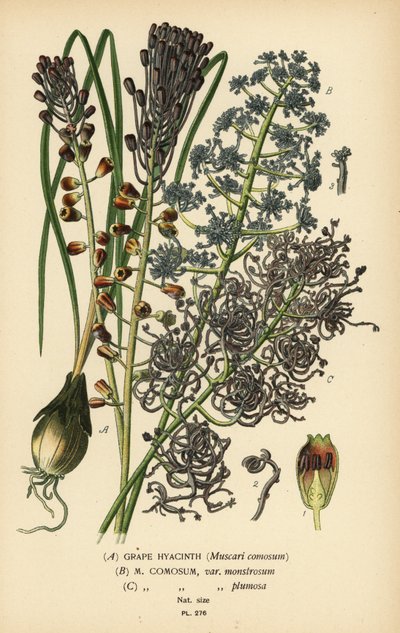 Rypälehyasintti, Leopoldia comosa (Muscari comosum, var. monstrosum, var. plumosa). Kromolitografia Desire Bois