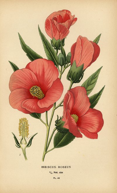 Hibiscus roseus. tekijältä Désiré Georges Jean Marie Bois