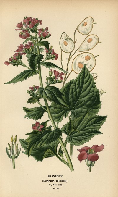 Honesty, Lunaria annua. tekijältä Désiré Georges Jean Marie Bois