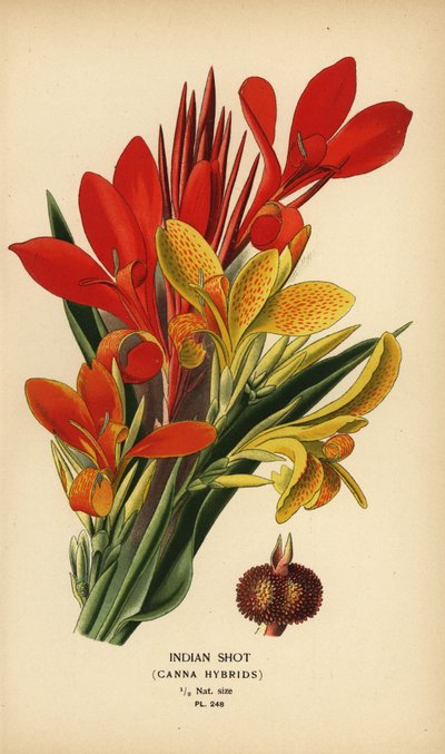 Intialainen shotti, Canna indica -hybridit. Kromolitografia Desire Bois