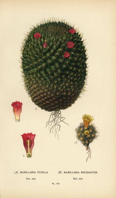 Mammillaria prolifera ja Mammillaria rhodantha. tekijältä Désiré Georges Jean Marie Bois