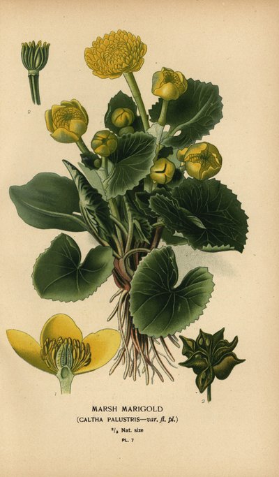 Suo kehäkukka, Caltha palustris. tekijältä Désiré Georges Jean Marie Bois