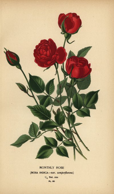 Kuukausiruusu, Rosa chinensis var. semperflorens. tekijältä Désiré Georges Jean Marie Bois