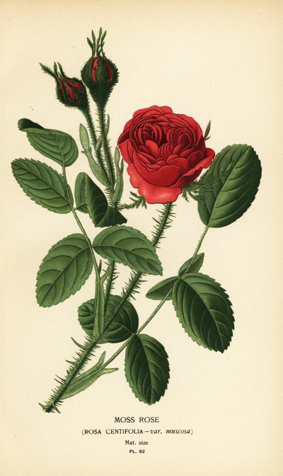 Sammalruusu, Rosa centifolia var. muskoosi tekijältä Désiré Georges Jean Marie Bois