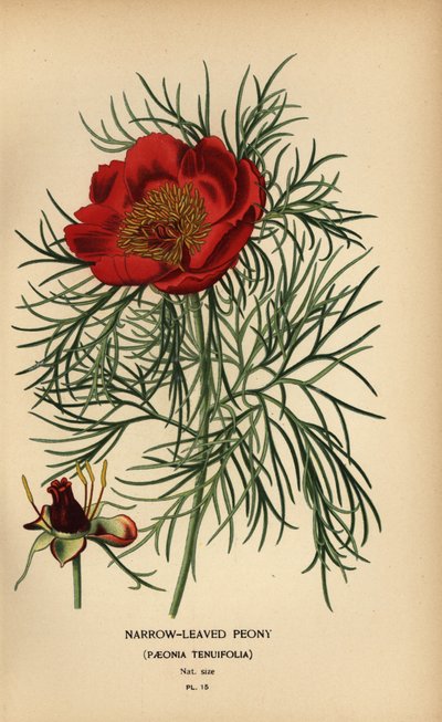 Kapealehtinen pioni, Paeonia tenuifolia, tekijältä Désiré Georges Jean Marie Bois