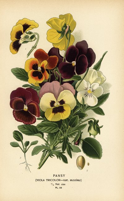 Orvokki, Viola tricolor. tekijältä Désiré Georges Jean Marie Bois
