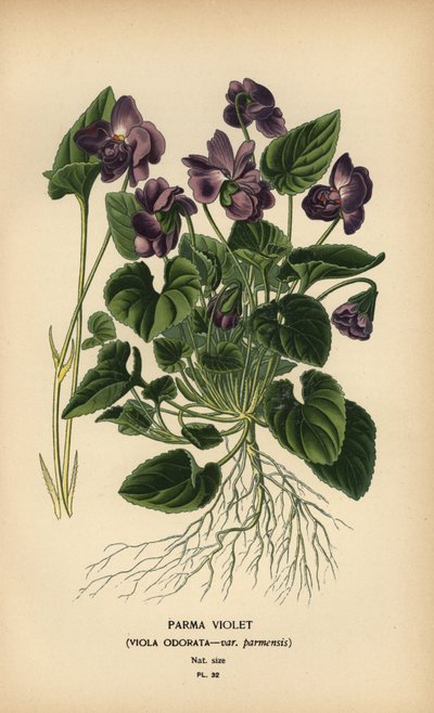Parman violetti, Viola tuoksuinen. tekijältä Désiré Georges Jean Marie Bois