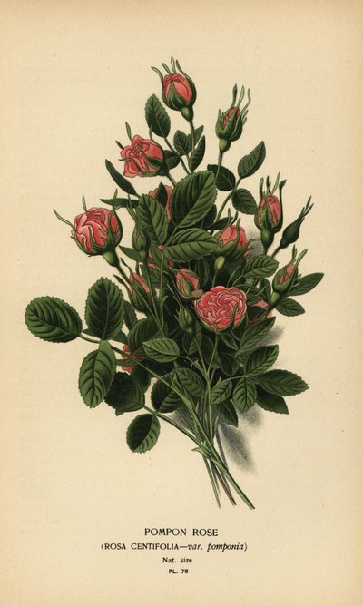 Pompon ruusu, Rosa centifolia var. pomponia. tekijältä Désiré Georges Jean Marie Bois