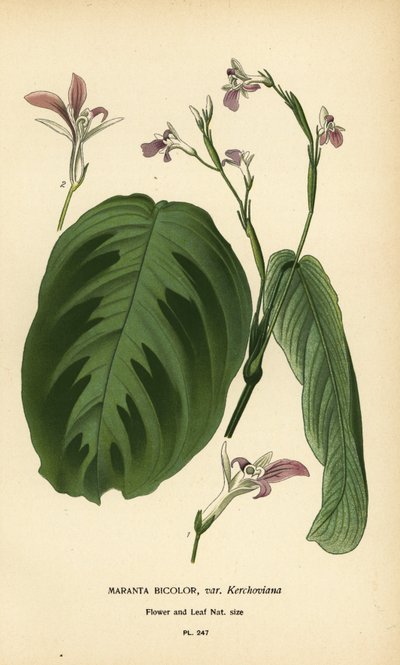 Rukouskasvi, Maranta leuconeura (Maranta bicolor var. Kerchoviana). Kromolitografia Desire Bois