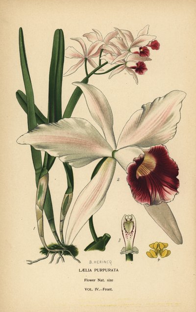 Purppuravärjätty laelia-orkidea, Cattleya purpurata (Laelia purpurata). Kromolitografia B. Herincqin kuvituksesta Edward Stepin Favourite Flowers of Garden and Greenhouse -teoksesta, Frederick Warne, Lontoo tekijältä Désiré Georges Jean Marie Bois