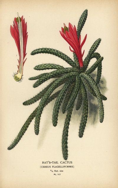 Rattail-kaktus, Disocactus flagelliformis. tekijältä Désiré Georges Jean Marie Bois