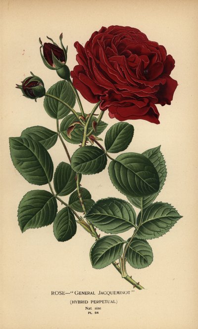 Rose General Jacqueminot, hybridi ikuinen. tekijältä Désiré Georges Jean Marie Bois
