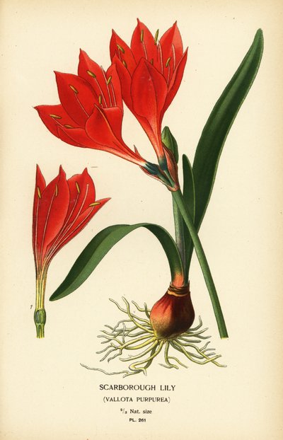 Scarborough-lilja, Cyrtanthus elatus (Vallota purpurea). Kromolitografia Desire Bois
