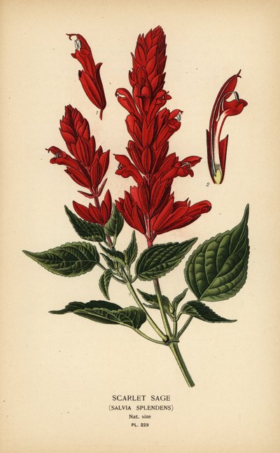 Scarlet salvia, Salvia splendens. Kromolitografia Desire Bois