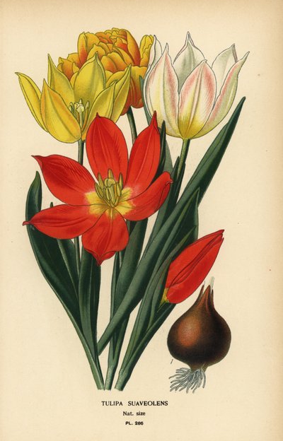 Schrenckin tulppaani, Tulipa suaveolens tai Tulipa schrenkii. Kromolitografia Desire Bois