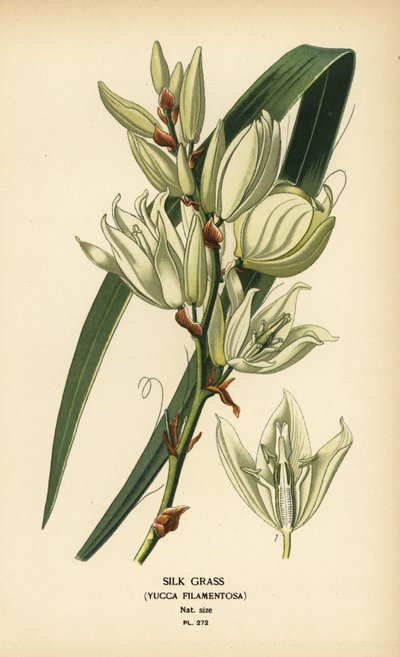 Silkkiruoho, Yucca filamentosa. Kromolitografia Desire Bois