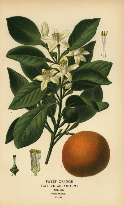 Makea appelsiini, Citrus x aurantium. tekijältä Désiré Georges Jean Marie Bois
