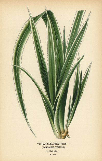 Tahitin ruuvipinta, Pandanus tectorius (Veitchin ruuvimänty, Pandanus veitchii). Kromolitografia Desire Bois