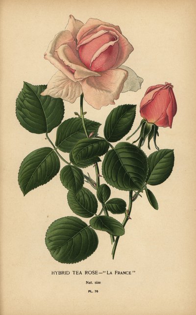 Tea rose hybridi, La France, Rosa × odorata. tekijältä Désiré Georges Jean Marie Bois