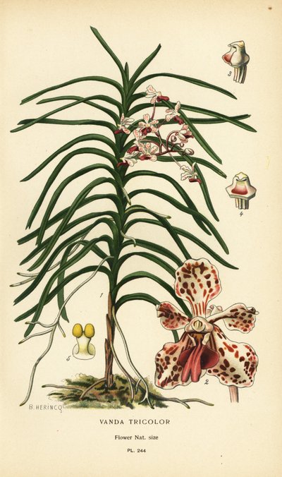 Vanda kolmivärinen orkidea. Kromolitografia B. Herincqin kuvituksesta Edward Stepin Favourite Flowers of Garden and Greenhouse -teoksesta, Frederick Warne, Lontoo tekijältä Désiré Georges Jean Marie Bois