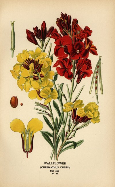 Seinäkukat, Erysimum × cheiri. tekijältä Désiré Georges Jean Marie Bois