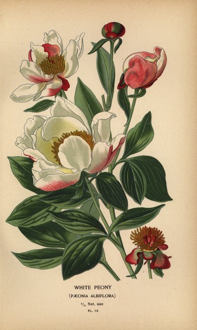 Valkoinen pioni, Paeonia lactiflora. tekijältä Désiré Georges Jean Marie Bois