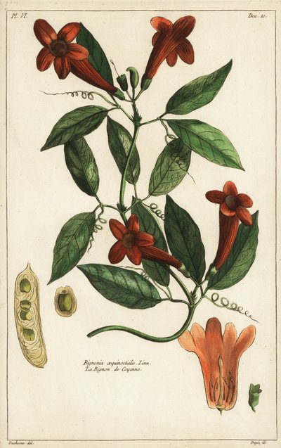 Valkosipuliköynnös, Bignonia equinoctialis, Linn tekijältä Duchesne Duchesne