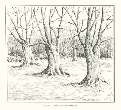 Monkswood, Epping Forest (litografia) tekijältä Duncan Moul
