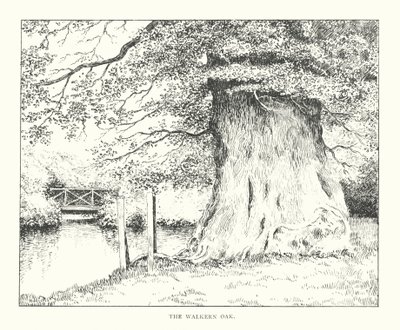 The Walkern Oak (litografia) tekijältä Duncan Moul