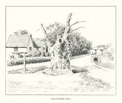 Yeldham Oak (litografia) tekijältä Duncan Moul