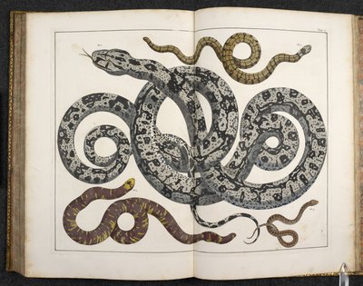 Python, 