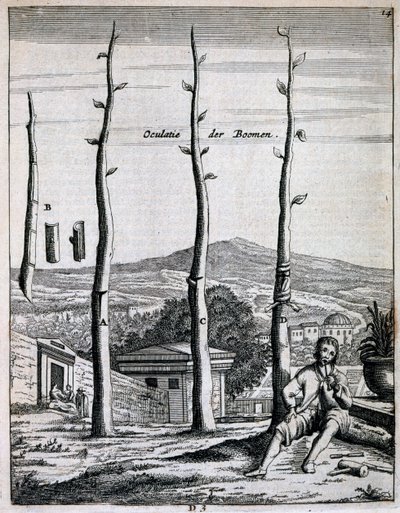 Hedelmäpuut, Jan Commelinin De Nederlandze Hesperides, julkaistu 1676 tekijältä Dutch School