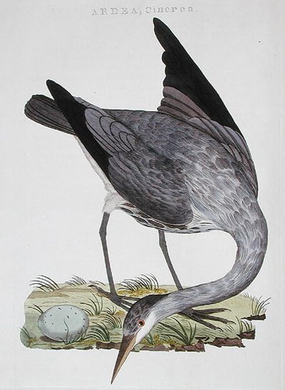 Heron, julkaistu Amsterdamissa tekijältä Dutch School