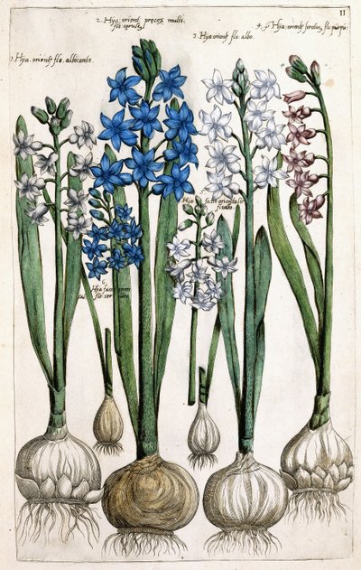 Hyasintit, 1631-1647 tekijältä Dutch School