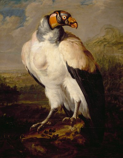 King Vulture, hollantilaisen tuntemattoman taiteilijan maalaus, Alankomaat tekijältä Dutch School
