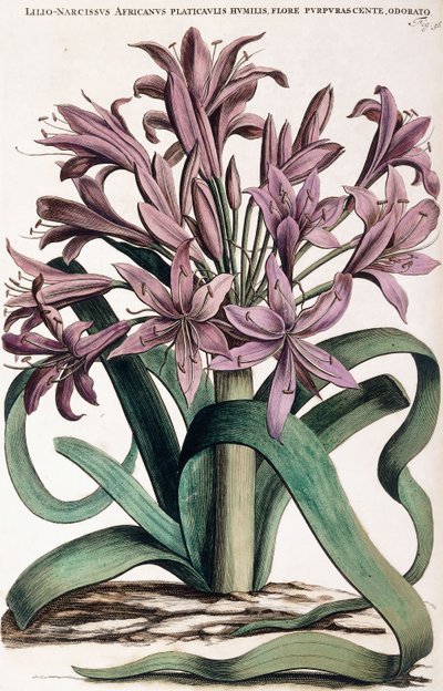 Lillio-Narcissus, 1697-1701 tekijältä Dutch School