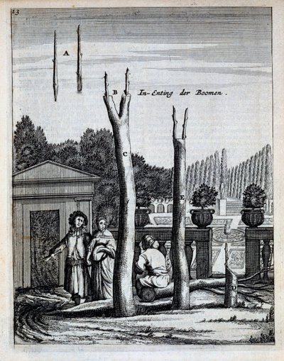 Lime and Orange Trees, Jan Commelinin teoksesta De Nederlandze Hesperides, julkaistu 1676 tekijältä Dutch School