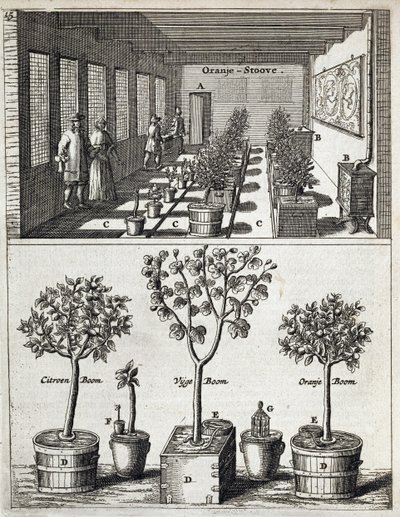 Orangery, Jan Commelinin De Nederlandze Hesperides -julkaisusta, julkaistu 1676 tekijältä Dutch School
