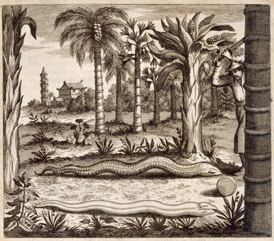 Kivikäärme, Kiinasta Kuvittanut Athanasius Kircher (1601-80) 1667 tekijältä Dutch School