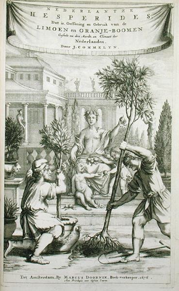 Jan Commelinin vuonna 1676 julkaiseman teoksen "De Nederlandze Hesperides" nimiölehti (kaiverrus). tekijältä Dutch School
