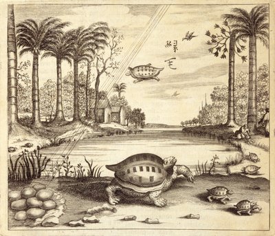 Kilpikonnanmunien kuoriutuminen, Kiinasta Kuvittanut Athanasius Kircher (1601-80) 1667 tekijältä Dutch School