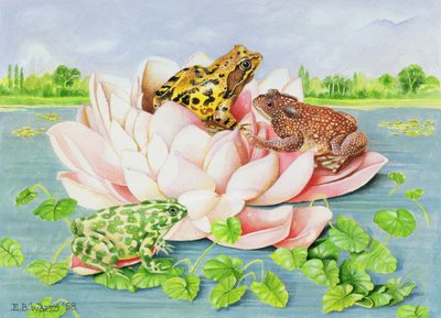 Vesililja, 1998 (akryyli paperille) tekijältä E.B. Watts