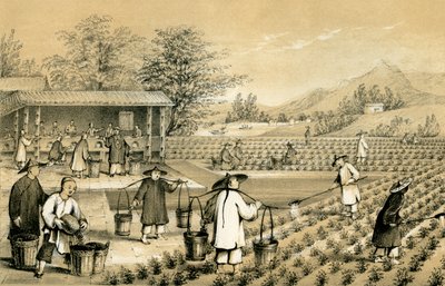 Kulttuuri ja teen valmistus, Kiina, 1847. tekijältä E Gilks