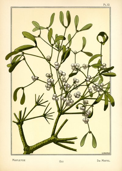 Mistelinoksa tekijältä E. Hervegh