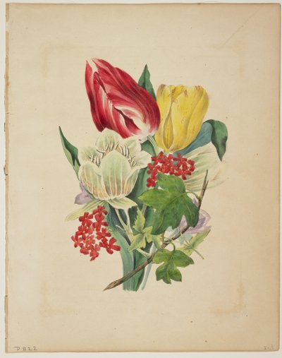 Tulppaanikimppu, Floran sanakirjasta, 1838 tekijältä E. W. Wirt